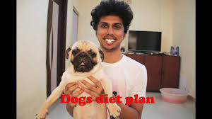 pugs dogs diet plan amazing facts in hindi pratikvlogs