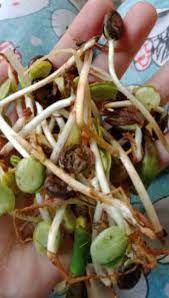 Maybe you would like to learn more about one of these? Lombok Ijo Ale Lombok Hijau 1 Plstk Shopee Indonesia