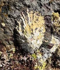 Image result for Patella aspera