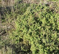 Image result for Centrostachys