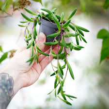 Image result for Grona stolzii