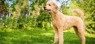 Naturally breeding & whelping doodle & poodle puppies. Best Dog Clippers For Poodles And Labradoodles Playbarkrun