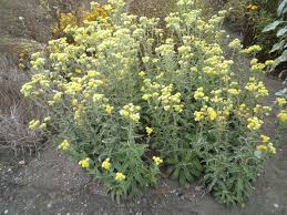 Image result for Helichrysum foetidum