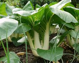 Vinegret ham bayram dasturxoni, ham kundalik tamaddilar uchun juda mos keladigan salat. Pak Choi Pflanzen Pflegen Ernten Mein Schoner Garten