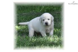 English labrador retriever puppies for all purposes. White Lab Dog Quotes Inspirational Quotesgram