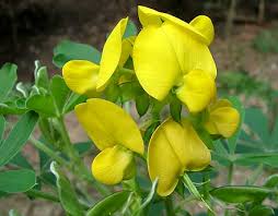 Image result for Crotalaria barkae