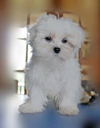 Very cute outstanding quality teacup maltese puppies for affordable price. Maltese Puppies For Sale Houston Tx 228867 Petzlover