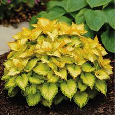 Image result for Coleus hereroensis