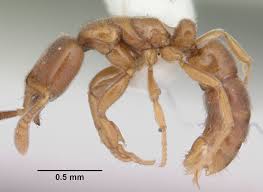 Image result for Zornia punctatissima