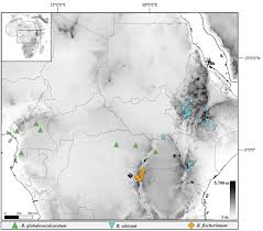 Image result for Rhipidoglossum globulosocalcaratum