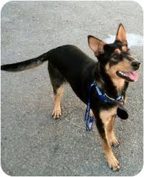 The australian kelpie homeland is australia. Australian Kelpie Info Puppies Mix Temperament Pictures