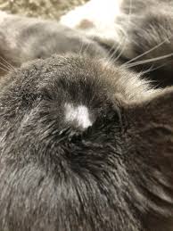 One of the most difficult issues to resolve on the feline skin surface is ringworm. Bald Spot On My Boy S Head Any Idea What The Cause Is He Has A Current Flea Treatment And The Skin Looks Healthy With No Irritation Just Slightly Oily Fur Nearby