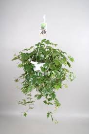 Image result for Cissus