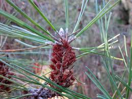 Tree leaf identification, tree identification, leaf identification. Steve Harper Bishop Pine