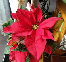 Image result for Begonia pulcherrima