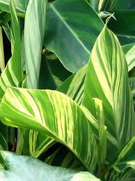 We did not find results for: Ginger Uses Benefits And Growing Tips Hgtv