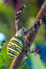 European garden spider (araneus diadematus). The Yellow Striped Venomous Wasp Spider Argiope Bruennichi In European Garden Stock Photo Picture And Royalty Free Image Image 64713474