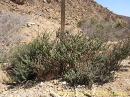 Image result for Suaeda sp. B