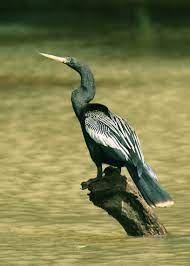 Free for commercial use no attribution required high quality images. Anhinga Wikipedia