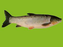 Grass Carp Fish Information Modern Farming Methods