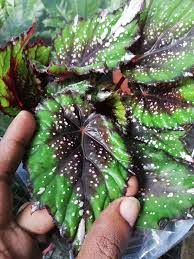 Dregei, is a holiday tradition. Garden Chronicles Begonia Harmony S Christmas Cheer