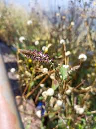 Image result for Achyranthes