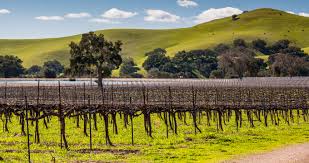Korkut yağ sabun sanayi, paketlenmiş zeytinyağında ve zeytinyağlı sabunlar imalatında türkiye'nin ihracat lideri olan olivos grubu kuruluşudur. 22 Best Things To Do In Los Olivos California