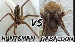 Camel spiders are also called wind scorpions or sun spiders. Huntsman Spider Vs Gabaldon Spider Fight Youtube