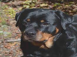 Craigslist Rottweiler Puppies Rottweiler Puppies Rottweiler Breed Puppies