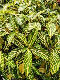 Image result for Sanchezia