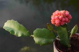 Easy to grow, do well in succulent gardens or in a window sill. I M A Cactus Get Me Out Of Here The Biking Gardener