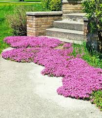 Teppichphlox Red Wing 1a Pflanzen Kaufen Baldur Garten Pflanzen Kaufen Pflanzen Stauden