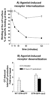 A Time Course Of Wt Otr Gfp And Otr Gfpcav2 Internalization