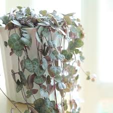 Image result for Ceropegia elongata