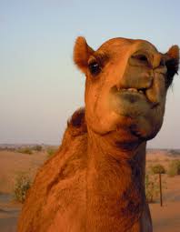 What does head in the sand expression mean? Free Images Nature Sand Desert Animal Travel Dubai Mane Heat Fauna Head Vertebrate Safari Arab Emirates Camel Like Mammal Mustang Horse Arabian Camel 3000x3864 939187 Free Stock Photos Pxhere