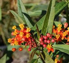 Image result for Asclepias aurea