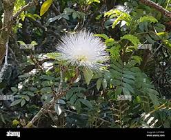 Image result for Myrtaceae