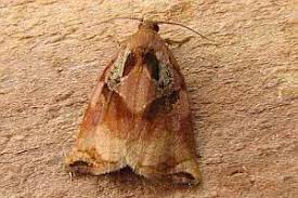 Image result for Archips podanus