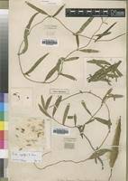 Image result for Fockea angustifolia