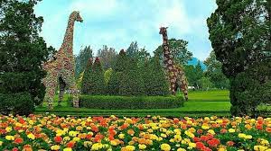 Wisata taman bunga nusantara tidak ini jauh dari gunung gede, disini kalian dapat menikmati pemandangan sekitar gunung dengan pengen pre wedding di taman bunga nusantara? Menikmati Indahnya Flora Di Taman Bunga Nusantara Cianjur Posbagus