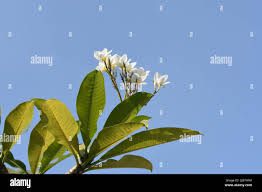 Image result for Limnocharitaceae