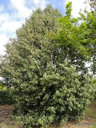 Image result for Lagunaria