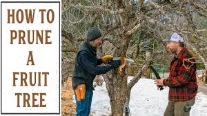 Maybe you would like to learn more about one of these? Pruning Fruit Trees The Right Way For The Best Harvest