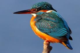 Your Phu Quoc Island Bird Watching Guide In Vietnam Phu Quốc Island Common Kingfisher Phu Quoc