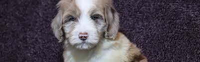 We are excited to be offering f1b sheepadoodles in standard and mini sizes. F1b Sheepadoodle Puppies Ready 4 18 Goldendoodle Breeder Ny Goldendoodle Puppies Ny Mini Sheepadoodle Puppies Doodles By River Valley Doodle Puppies