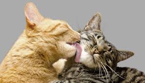 Kedilerde Tuy Yumagi Kedi9 Com