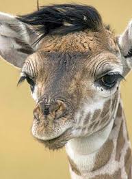 Best Hair Ever Giraffe Pictures Giraffe Cute Giraffe
