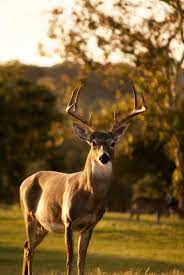 77 animal wallpapers in hd images in full hd, 2k and 4k sizes. Animals Wallpapers Free Hd Download 500 Hq Unsplash