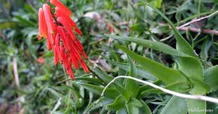 Vera is an evergreen perennial to 0.6m, forming rosettes of fleshy, narrow, dull green leaves with spiny margins, with long racemes of. Aloe Ciliaris Care Tips On Growing The Climbing Aloe