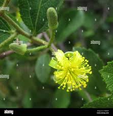 Image result for Grewia trichocarpa